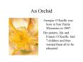An Orchid
