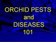 ORCHID PESTS and DISEASES 101