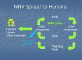 WNV Spread to Humans