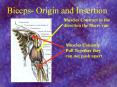 Biceps Origin and Insertion