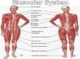 Muscular System