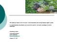 Theright of women not to be poor: Good intentionsbut wrong human rights policy Le droit humain des f