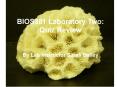 Rotifer