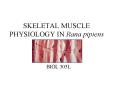 SKELETAL MUSCLE PHYSIOLOGY IN Rana pipiens