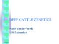 BEEF CATTLE GENETICS