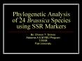 Phylogenetic Analysis of 24 Brassica Species using SSR Markers