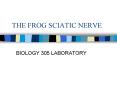 THE FROG SCIATIC NERVE