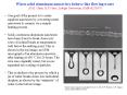 One goal of the project is to create sapphire nanowires by converting metal nanowires to ceramic via