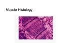Muscle Histology