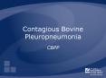 Contagious Bovine Pleuropneumonia