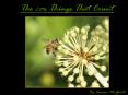 The Little Things That Count
