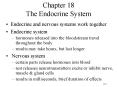 Chapter 18 The Endocrine System