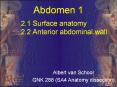 2'1 Surface anatomy 2'2 Anterior abdominal wall