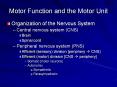 Motor Function and the Motor Unit