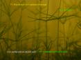 IV' Microfluidics of Cytoplasmic Streaming