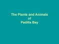 The Plants and Animals of Padilla Bay