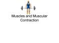 Muscles and Muscular Contraction