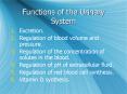 Functions of the Urinary System