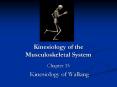 Kinesiology of the Musculoskeletal System