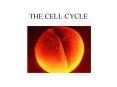 THE CELL CYCLE