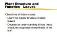 Plant Structure and Function Leaves