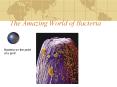The Amazing World of Bacteria