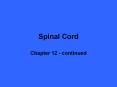 Spinal Cord