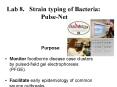 Lab 8' Strain typing of Bacteria: