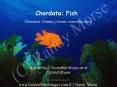 Chordata: Fish