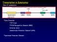 Transcription in Eukaryotes