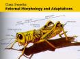 Wing Venation