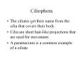 Ciliophora