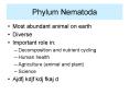 Phylum Nematoda
