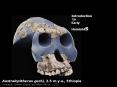 Australopithecus garhi, 2'5 m'y'a', Ethiopia