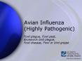 Avian Influenza Highly Pathogenic
