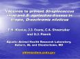 Vaccines to prevent Streptococcus iniae and S' agalactiae disease in tilapia, Oreochromis niloticus