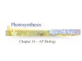 Photosynthesis
