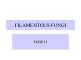 FILAMENTOUS FUNGI