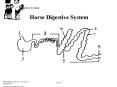 Horse Digestive System