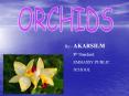 ORCHIDS
