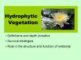 Hydrophytic Vegetation