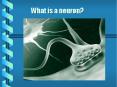 What is a neuron