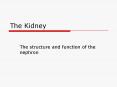 The Kidney