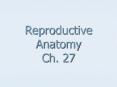 Reproductive Anatomy Ch' 27