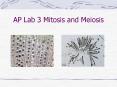 AP Lab 3 Mitosis and Meiosis