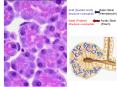 Acid Nucleic Acid Basic Stain