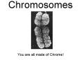 Chromosomes