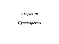 Chapter 20 Gymnosperms