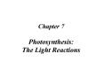 Chapter 7 Photosynthesis: The Light Reactions