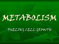 METABOLISM